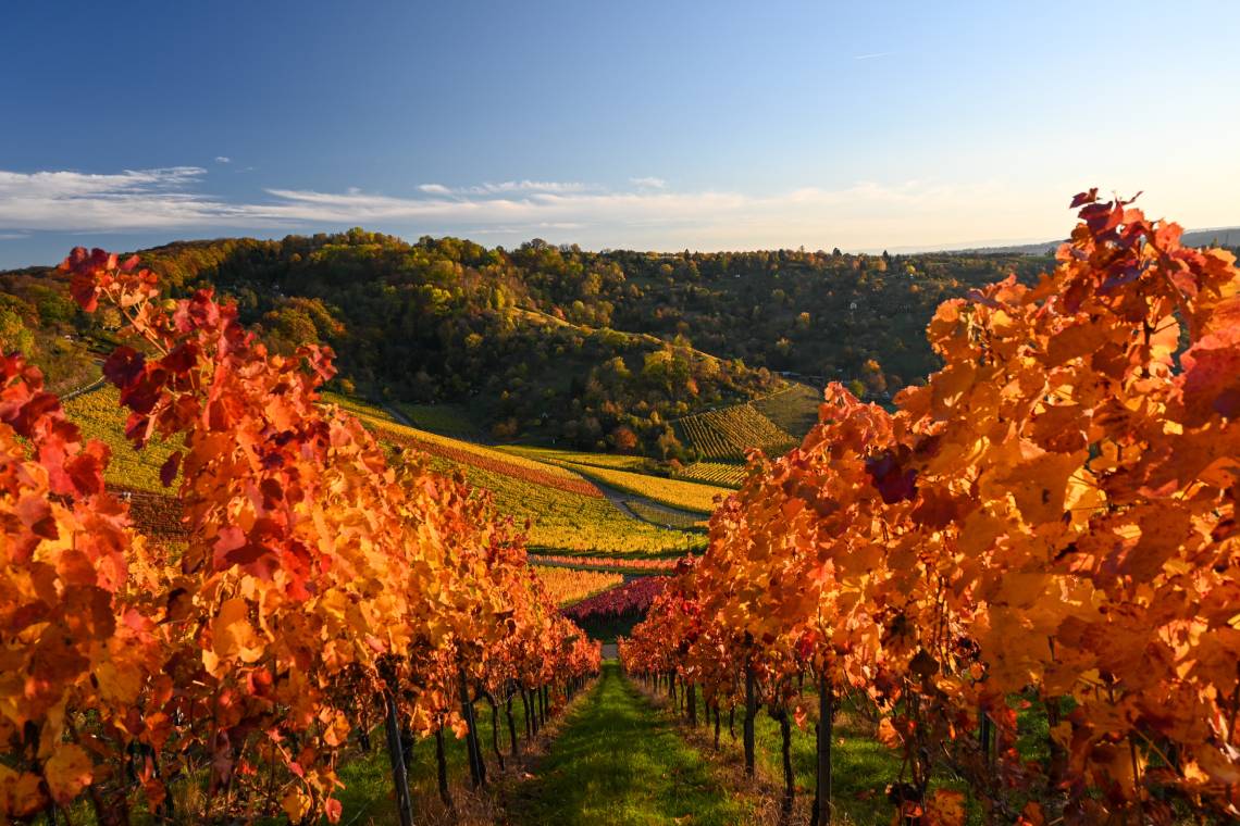 Vineyards in Catalunya