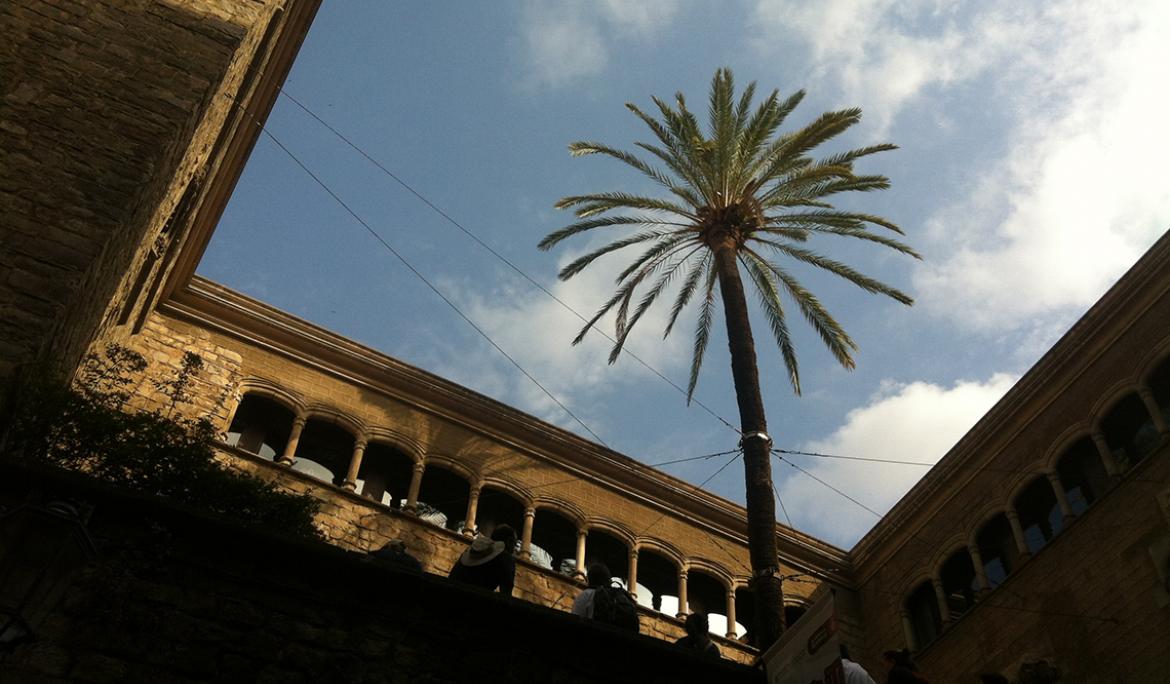La palmera datilera de Casa de l’Ardiaca