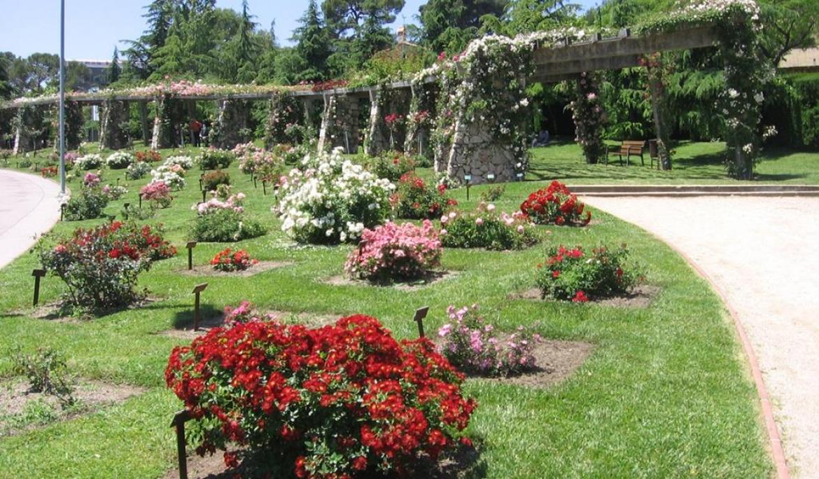 Roses in Bloom in the Parc de Cervantes / Foto: Canaan, CC BY-SA 3.0 via la Wikimedia Commons