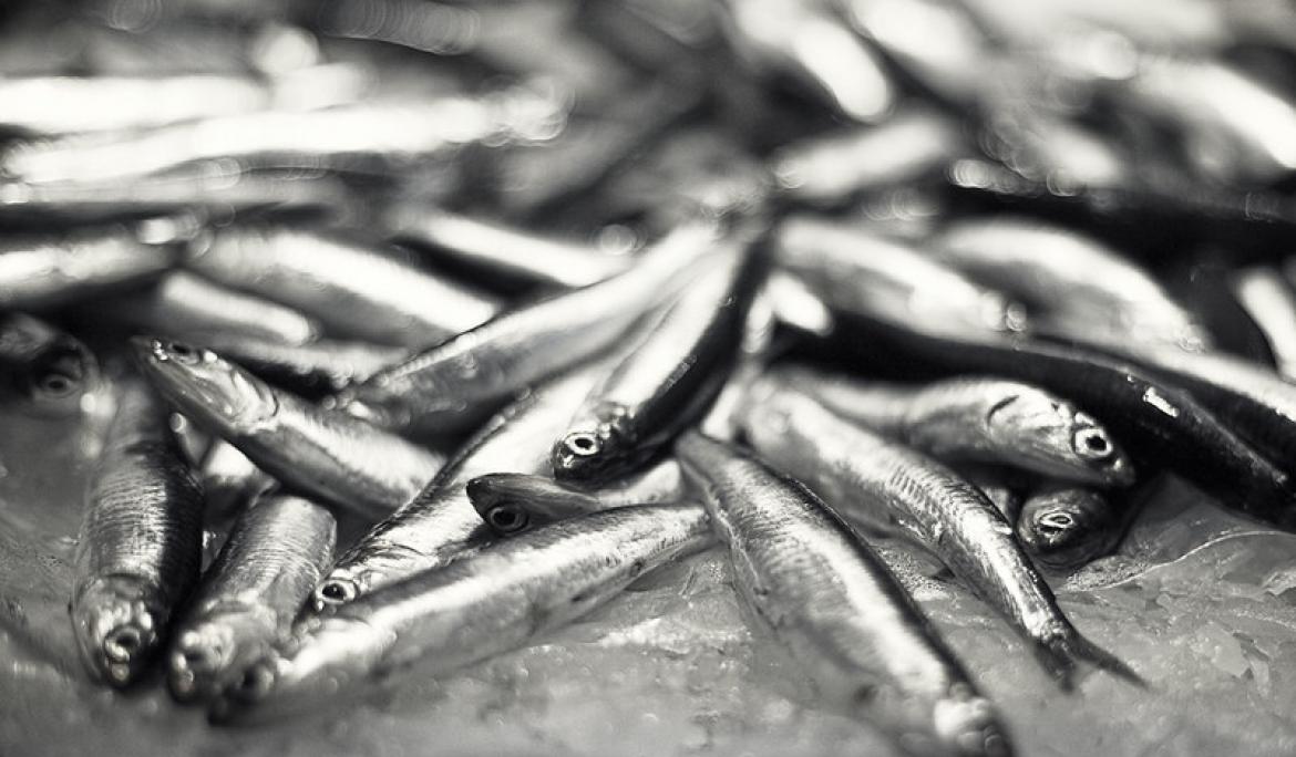 Sardines, un dels menjars tradicionals del Dimecres de Cendra