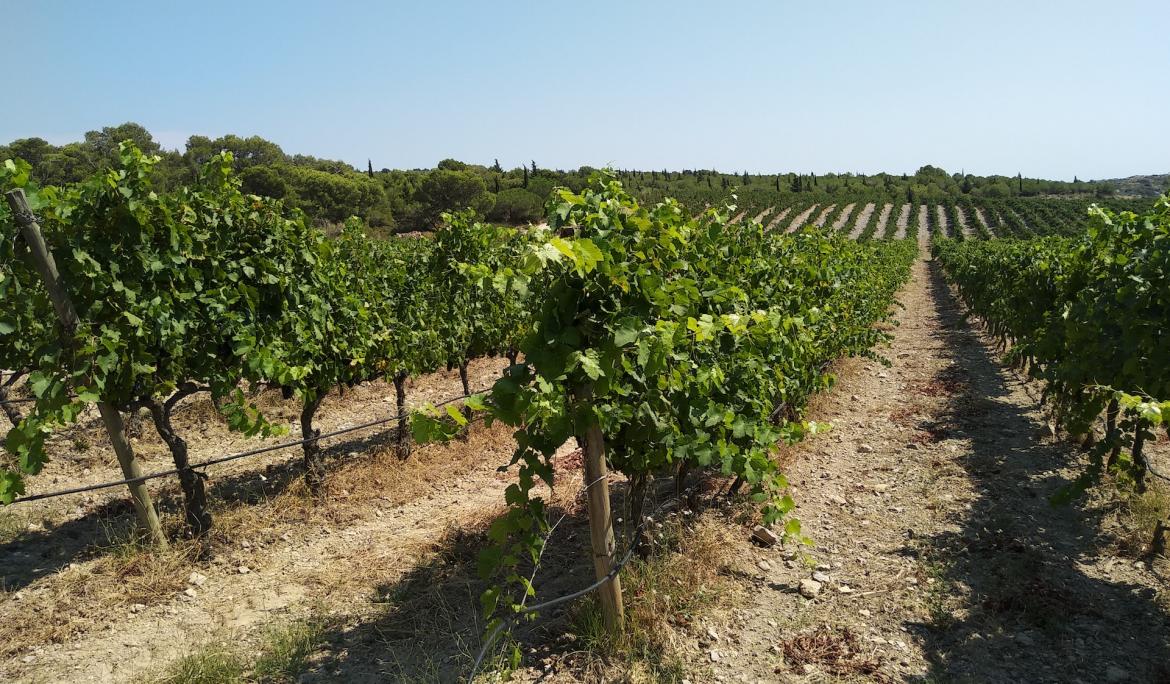 Wine tourism offers walks and visits to the vineyards / Photo: Pablo Herrera via Unsplash