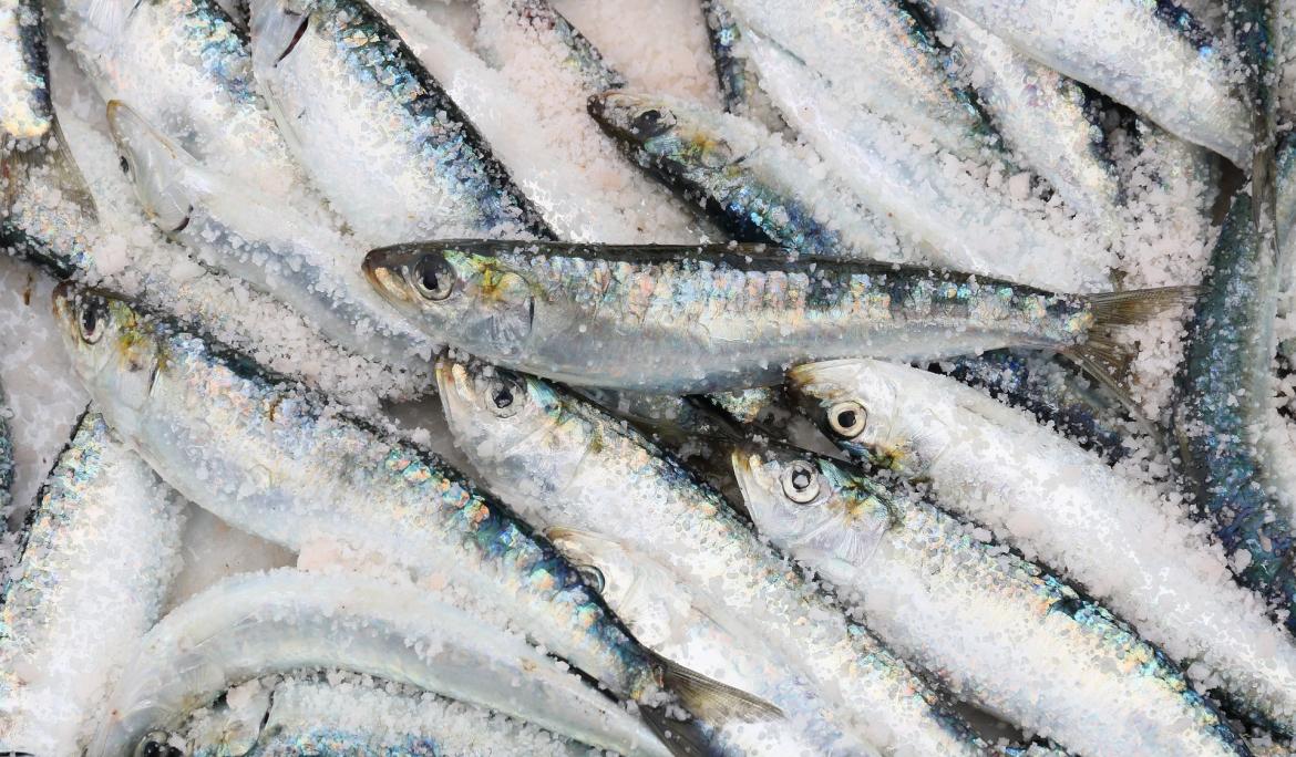 Sardines, el menjar tradicional pel final de les festes / Foto: 2427999 via Pixabay