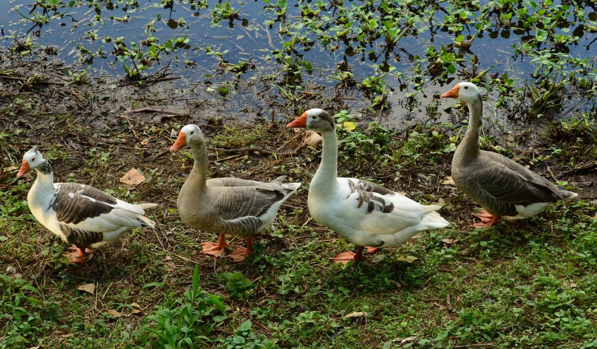Goose, the representative animal of Santa Eulàlia / Photo: oscarwcastillo via pixabay