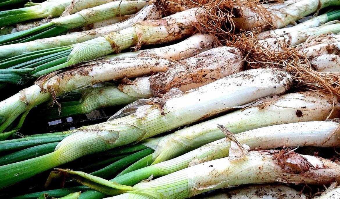 Calçots are a delight of this time of year / Photo: morciw via Pixabay