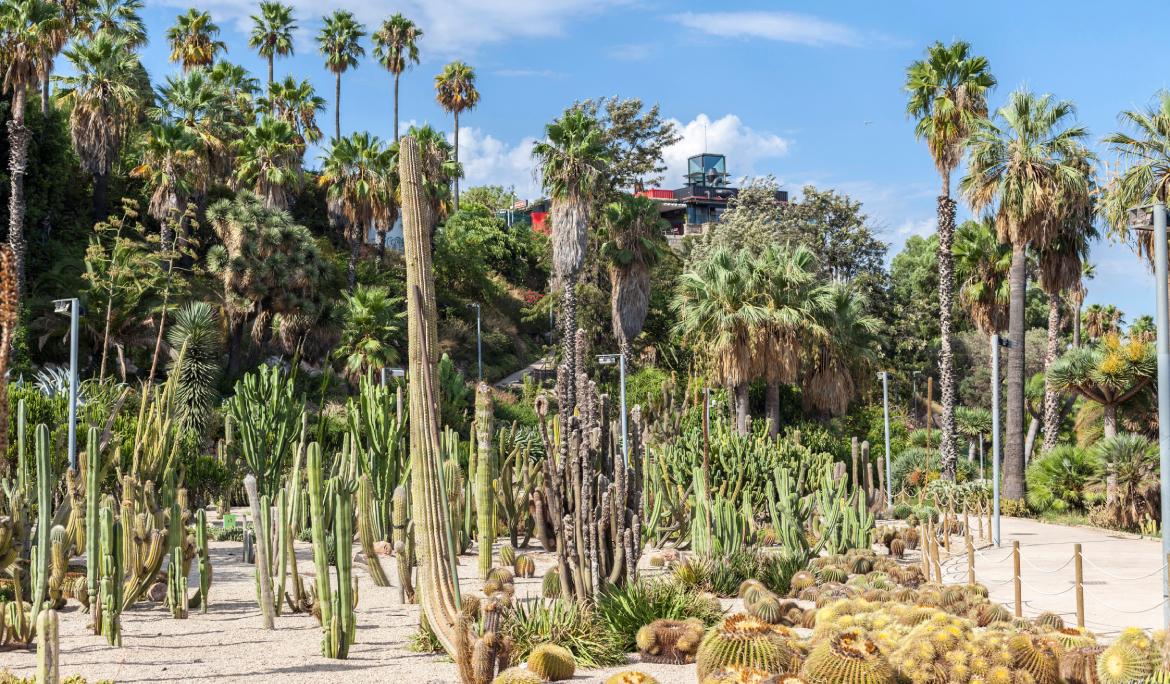 Un parc ple de cactus de totes mides i formes, punxeguts, rodons, alts i baixos.