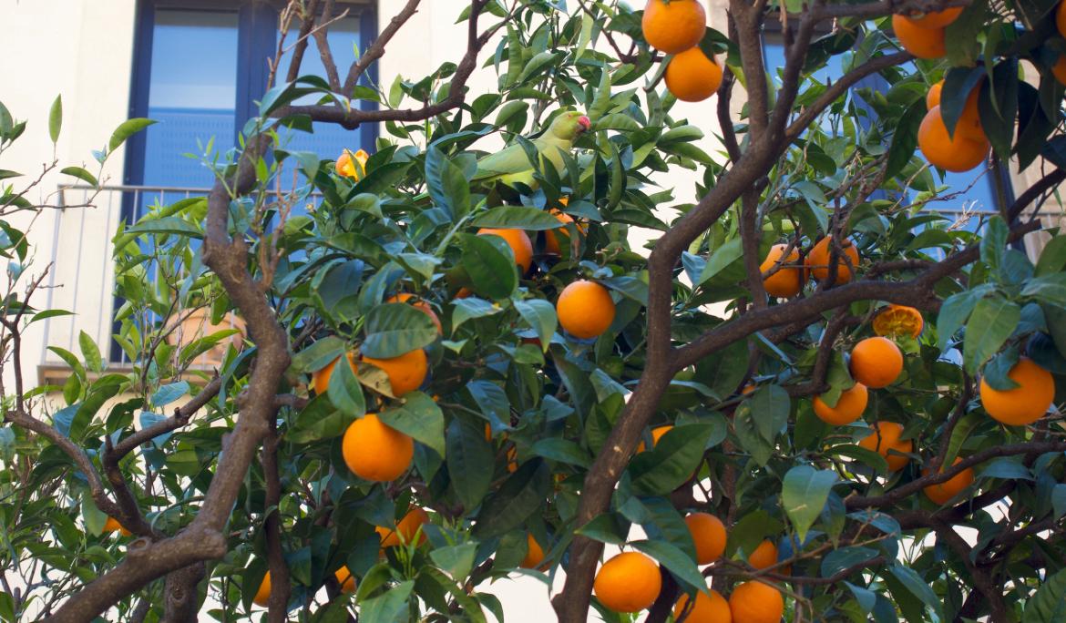 Vista d'un arbre ple de taronges tampant el balcó d'un edifici al mig de Barcelona a la primavera.