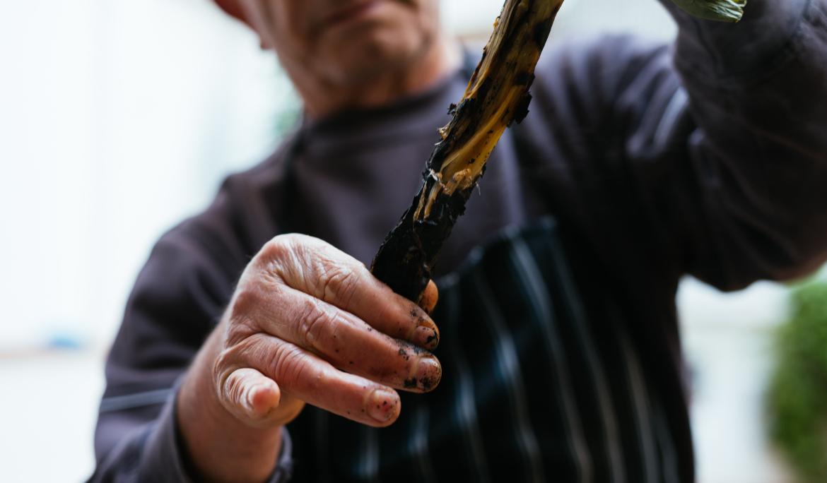 Home gran pelant un calçot amb les mans a una calçotada a Barcelona.