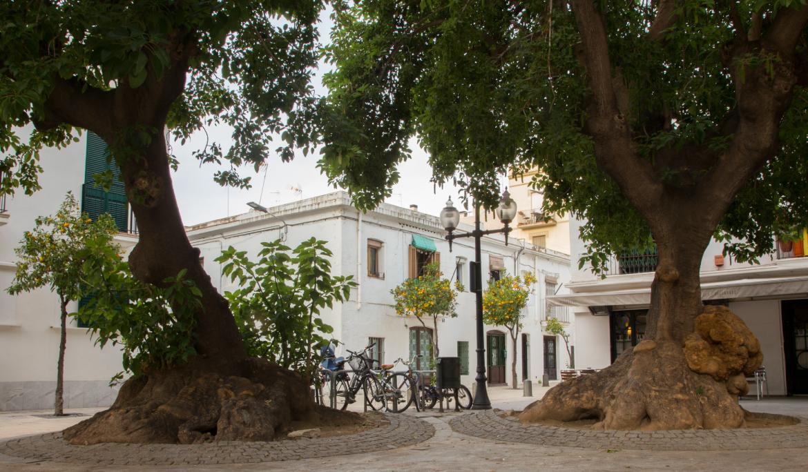 Dos árboles gigantes en medio de una plaza de Poblenou, uno de los barrios más modernos de Barcelona.