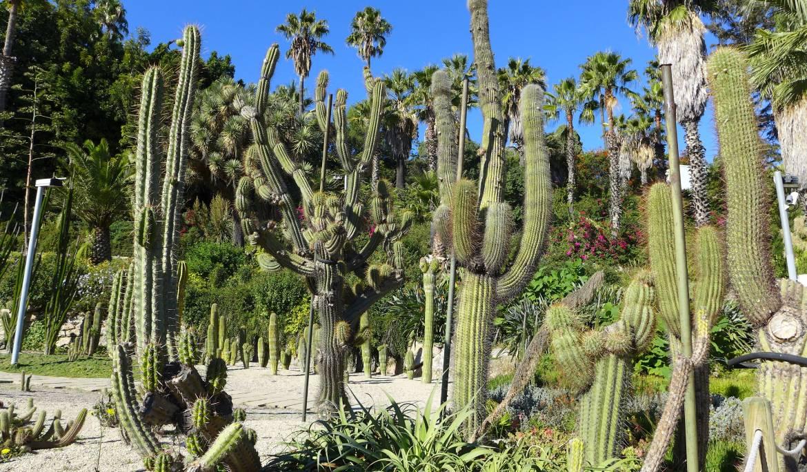 Cactus de diferents formes, tamanys i colors.