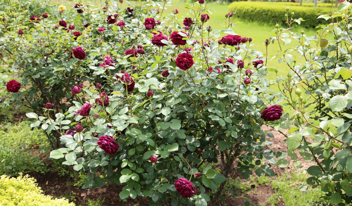 Image of fresh roses in Barcelona