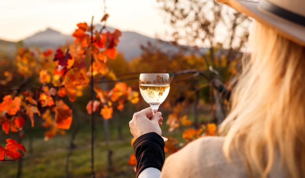 Image of a visitor walking along a path between lush rows of vines in El Penedès.