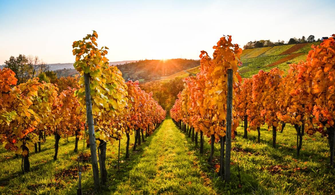 Image of golden autumn vineyards stretching toward a sunny horizon.