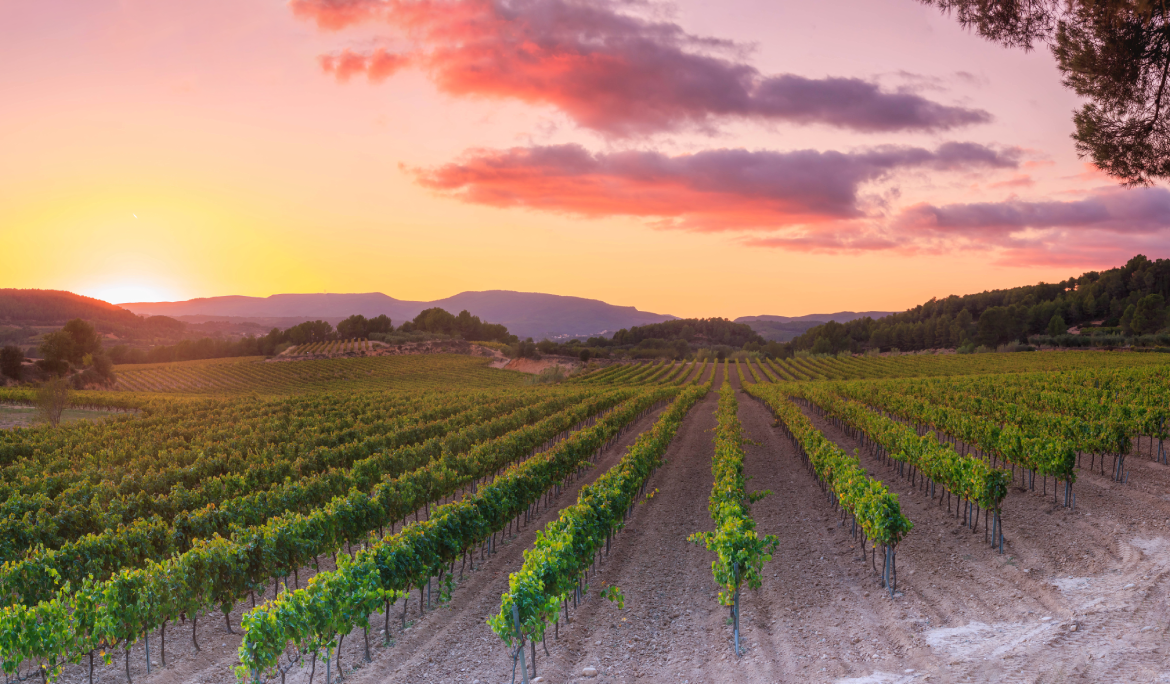 Image of a tour coach parked near scenic Catalan vineyards under a blue sky.