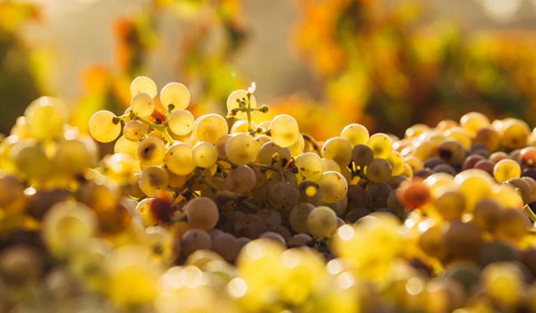 La vendimia es la cosecha de la uva para la producción del vino